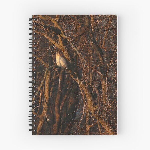 Item preview, leucistic bird of prey designed and sold by locustgirl.