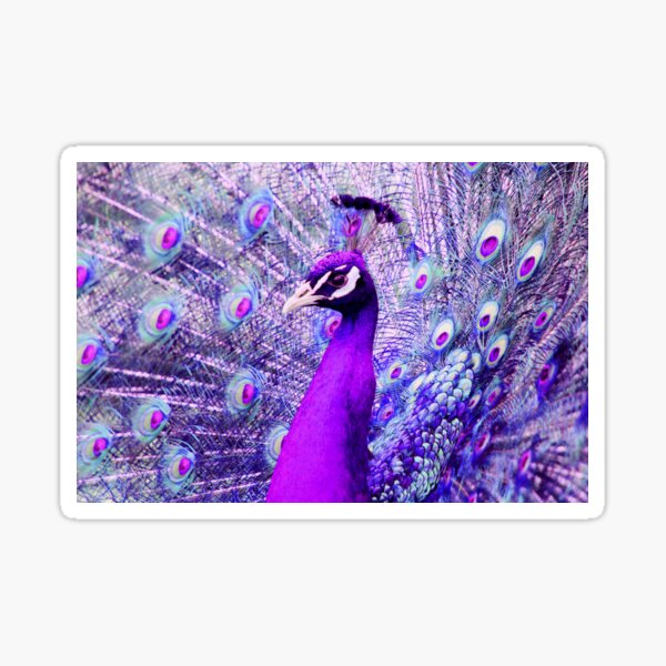 Item preview, Purple Peacock designed and sold by chihuahuashower.