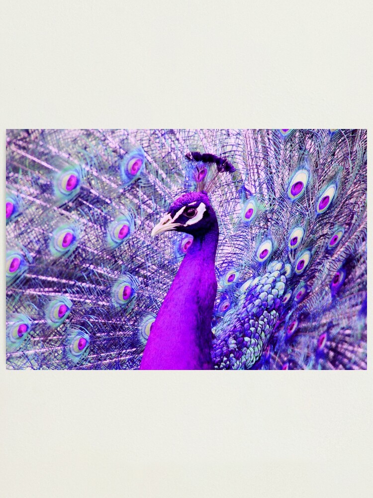 Alternate view of Purple Peacock Photographic Print