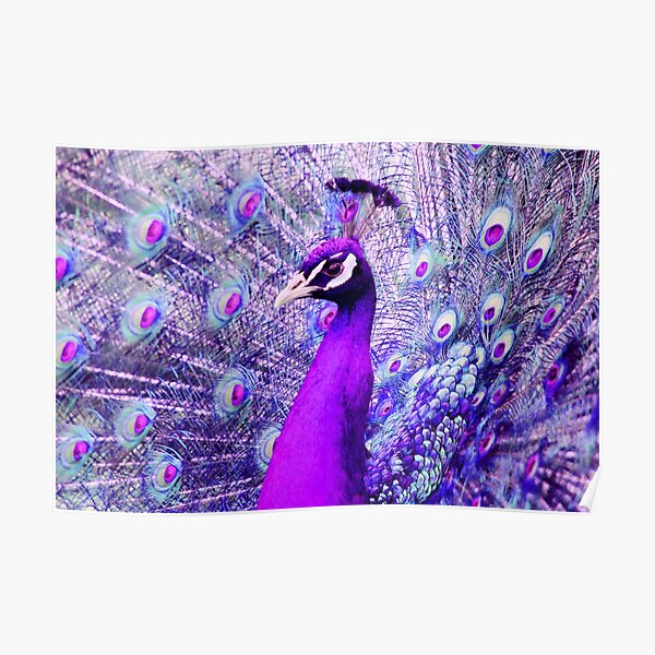 Purple Peacock Poster