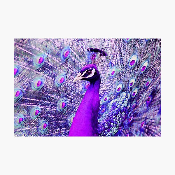Purple Peacock Photographic Print