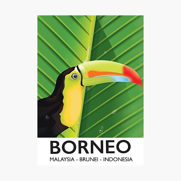 Borneo Toucan travel poster Photographic Print