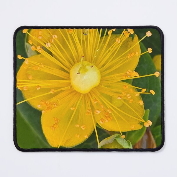 Item preview, Yellow St. John's Wort blossom designed and sold by jbb1955.