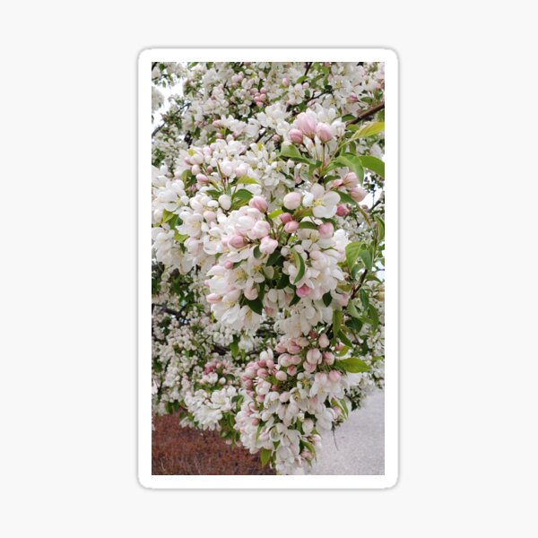 Item preview, Malus Evereste designed and sold by OfficialWestArt.