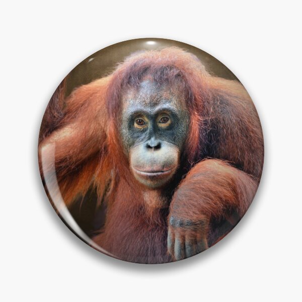 Item preview, Orangutan designed and sold by Savannah Gibbs.