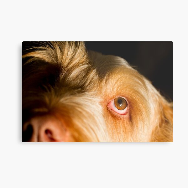 Item preview, Orange and White Italian Spinone Dog Head Shot designed and sold by heidiannemorris.