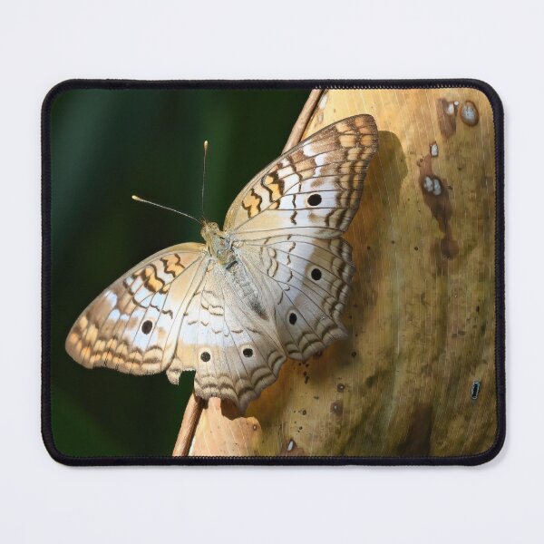 Item preview, White Peacock Butterfly designed and sold by CloserToTheArt.
