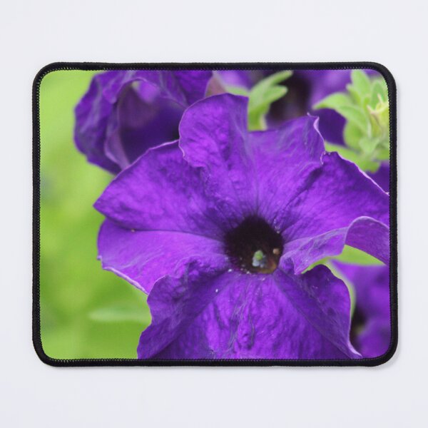 Item preview, Macro Purple Petunia designed and sold by BN Designs and Photography.