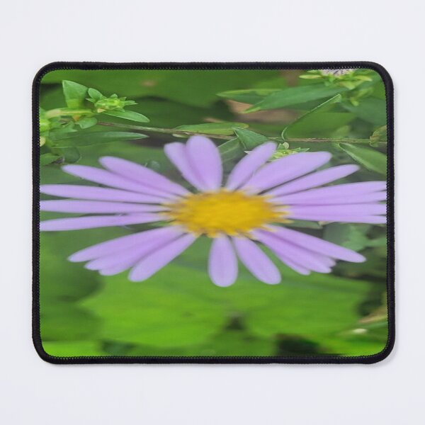 Item preview, Beautiful Aromatic aster designed and sold by Rainbowland123.