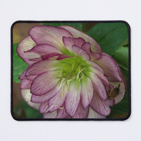 Item preview, Spring 2024 at the Arboretum (23) designed and sold by Wolf Sverak Photography.