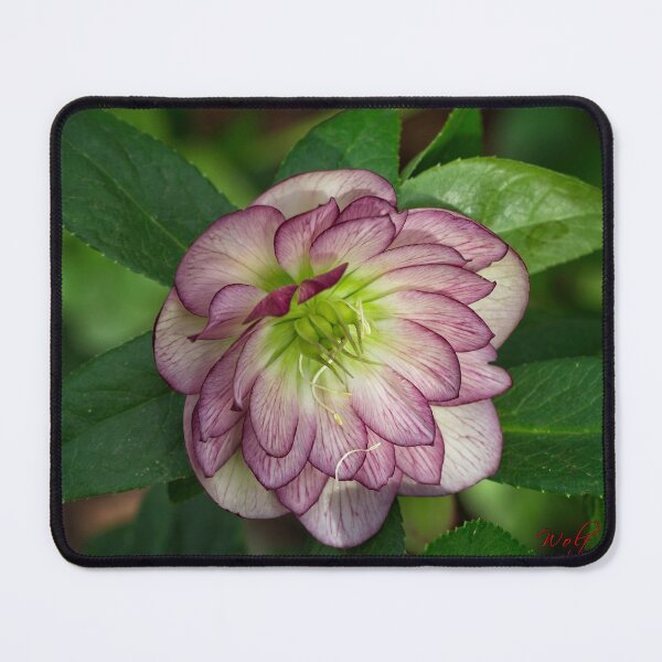 Item preview, Spring 2024 at the Arboretum (22) designed and sold by Wolf Sverak Photography.