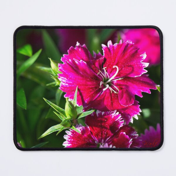 Item preview, Spring 2024 at the Arboretum (21) designed and sold by Wolf Sverak Photography.