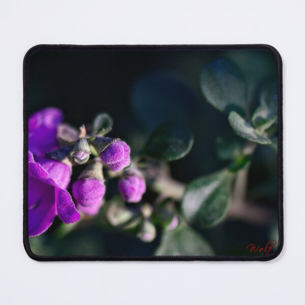 Item preview, Spring 2024 at the Arboretum (19) designed and sold by Wolf Sverak Photography.