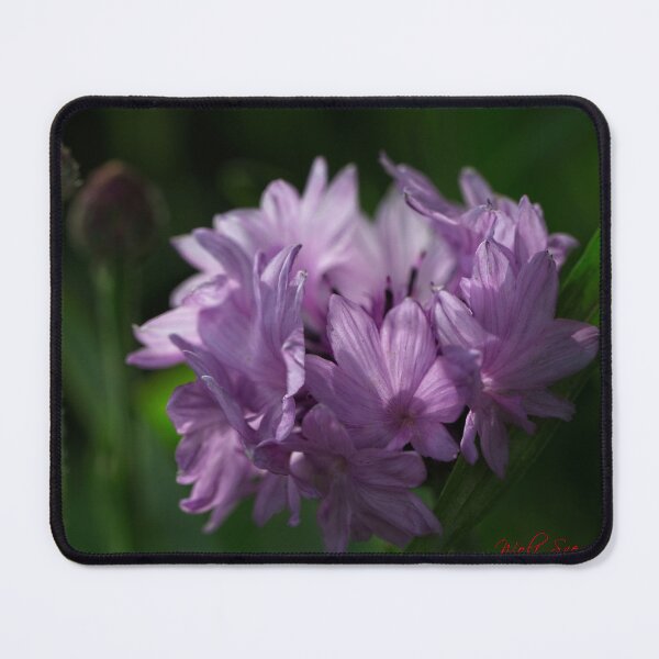 Item preview, Spring 2024 at the Arboretum (18) designed and sold by Wolf Sverak Photography.
