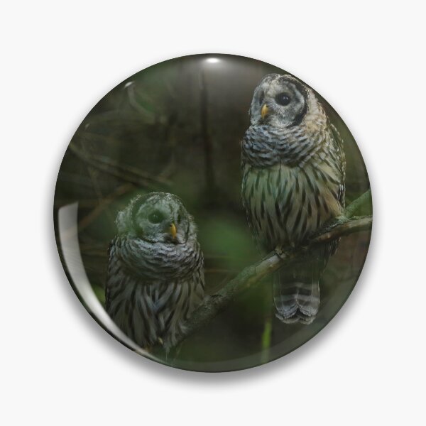 Item preview, Barred owl siblings designed and sold by locustgirl.