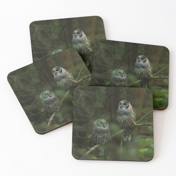 Item preview, Barred owl siblings designed and sold by locustgirl.