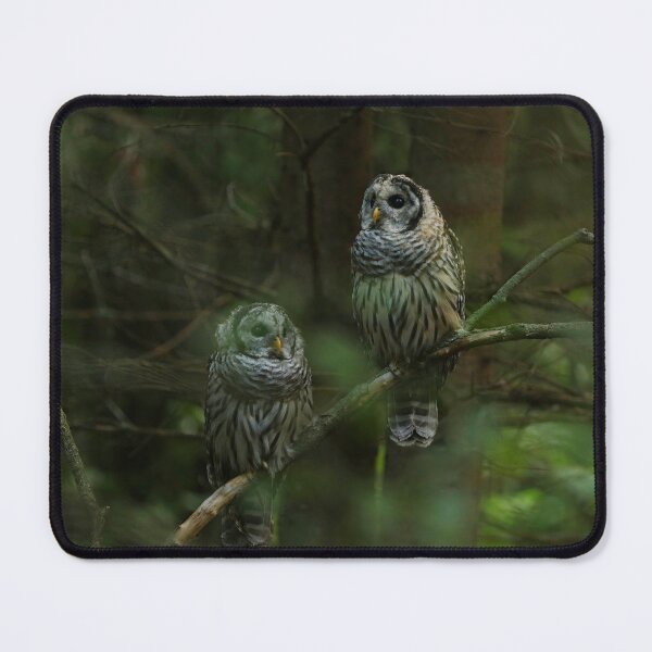 Item preview, Barred owl siblings designed and sold by locustgirl.