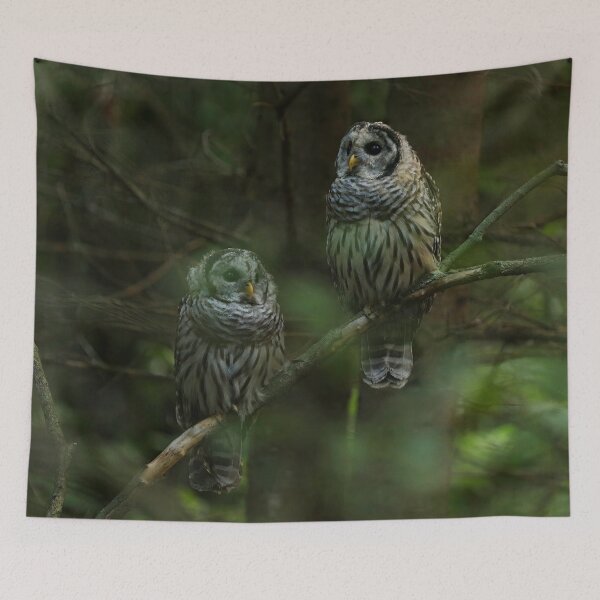 Item preview, Barred owl siblings designed and sold by locustgirl.