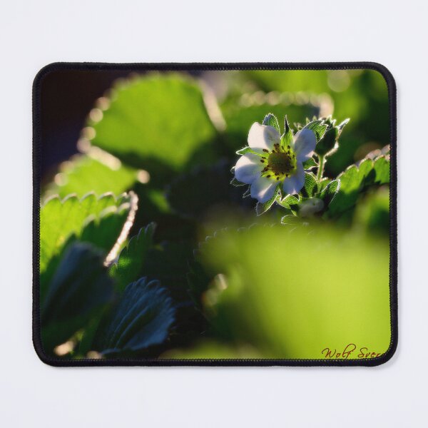 Item preview, Spring 2024 at the Arboretum (16) designed and sold by Wolf Sverak Photography.