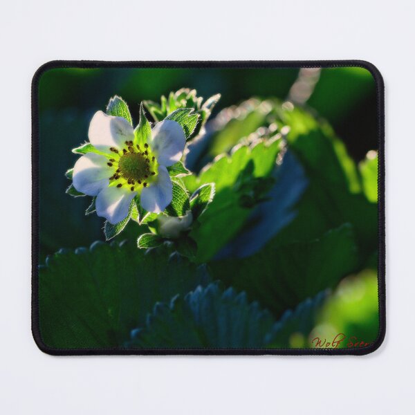 Item preview, Spring 2024 at the Arboretum (15) designed and sold by Wolf Sverak Photography.