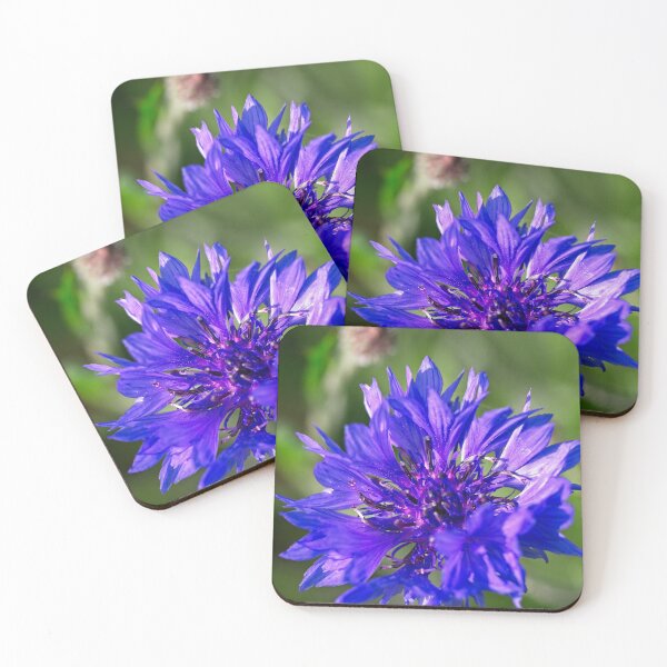 Item preview, Spring 2024 at the Arboretum (12) designed and sold by Wolf Sverak Photography.