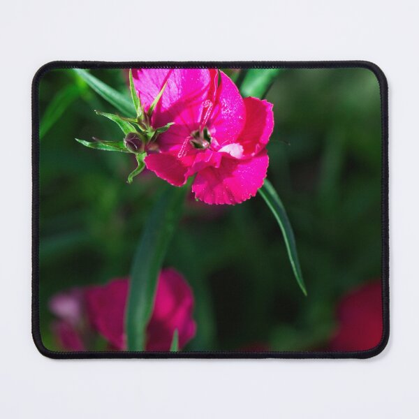 Item preview, Spring 2024 at the Arboretum (8) designed and sold by Wolf Sverak Photography.