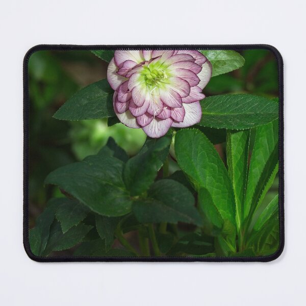 Item preview, Spring 2024 at the Arboretum (6) designed and sold by Wolf Sverak Photography.