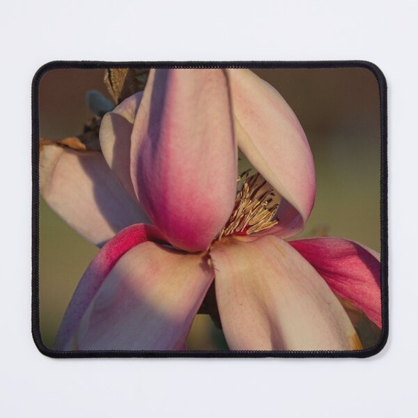 Item preview, Spring 2024 at the Arboretum (3) designed and sold by Wolf Sverak Photography.