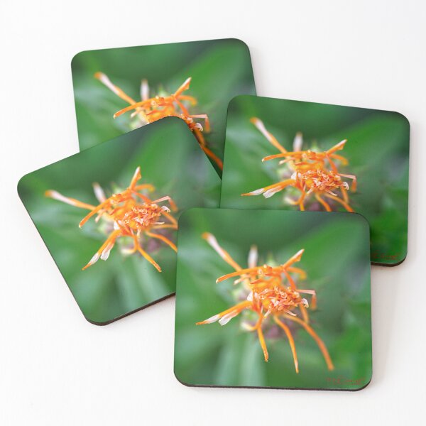Item preview, Spring 2024 at the Arboretum (1) designed and sold by Wolf Sverak Photography.