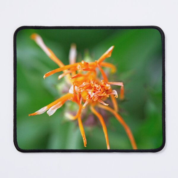 Item preview, Spring 2024 at the Arboretum (1) designed and sold by Wolf Sverak Photography.