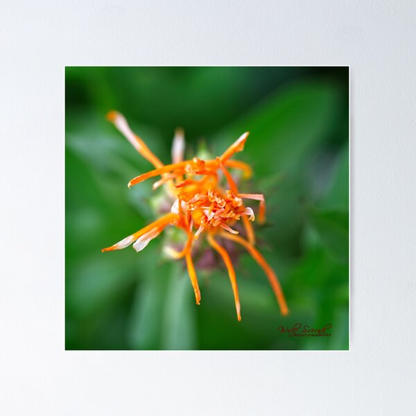 Item preview, Spring 2024 at the Arboretum (1) designed and sold by Wolf Sverak Photography.