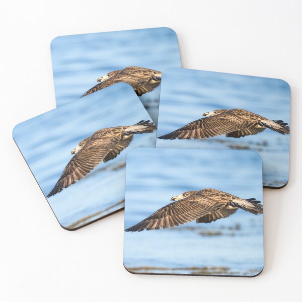Item preview, Pacific Gull in Flight designed and sold by Jan Fijolek.