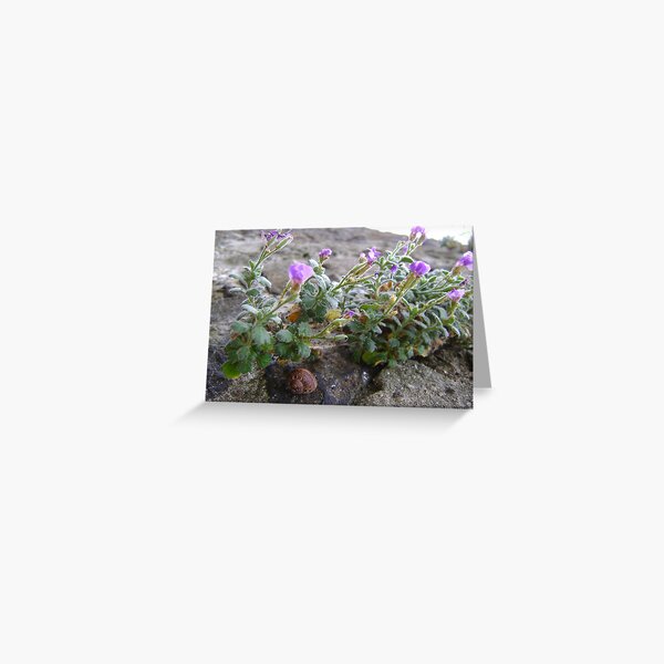 snail shelter 1 Greeting Card