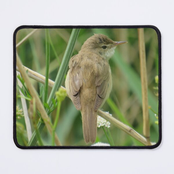 Item preview, 'PLAIN' - BUT BEAUTIFUL... designed and sold by NatureWatch10.