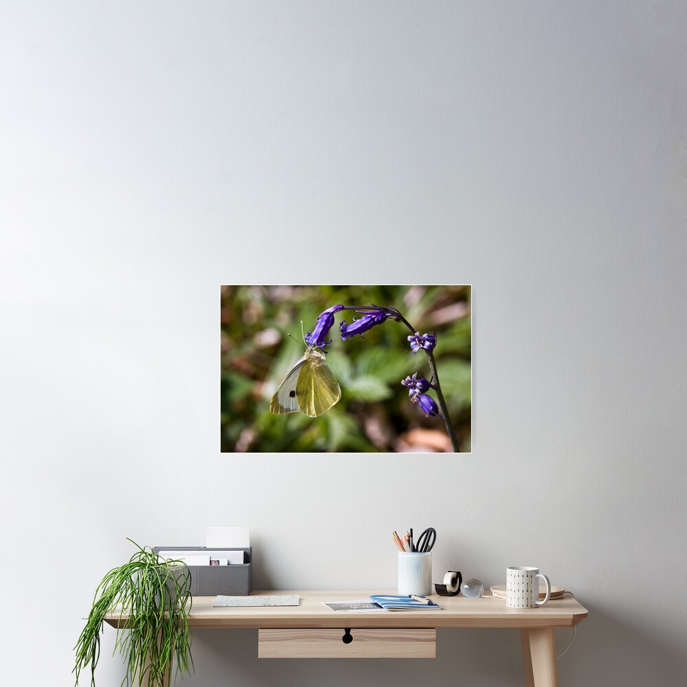 Large White Butterfly (Pieris brassicae) on Bluebell Poster