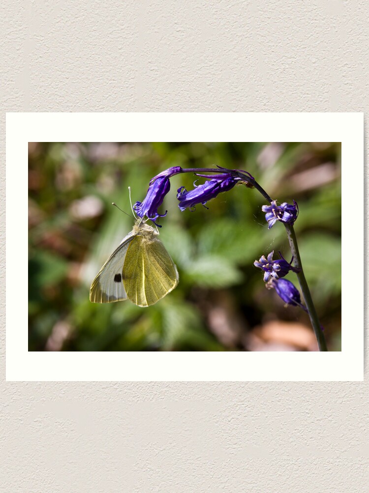 Alternate view of Large White Butterfly (Pieris brassicae) on Bluebell Art Print