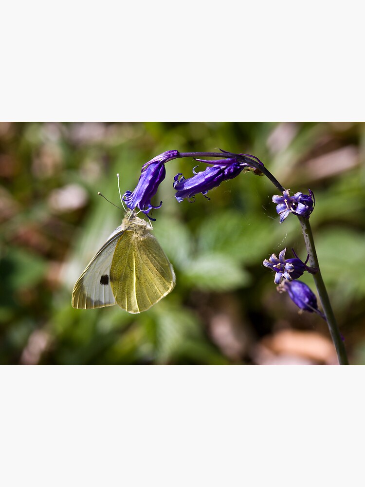 Large White Butterfly (Pieris brassicae) on Bluebell by SteveChilton