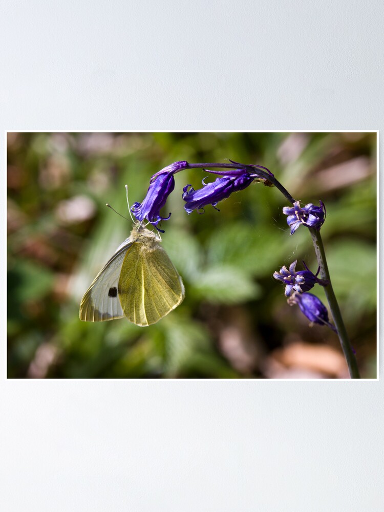 Alternate view of Large White Butterfly (Pieris brassicae) on Bluebell Poster
