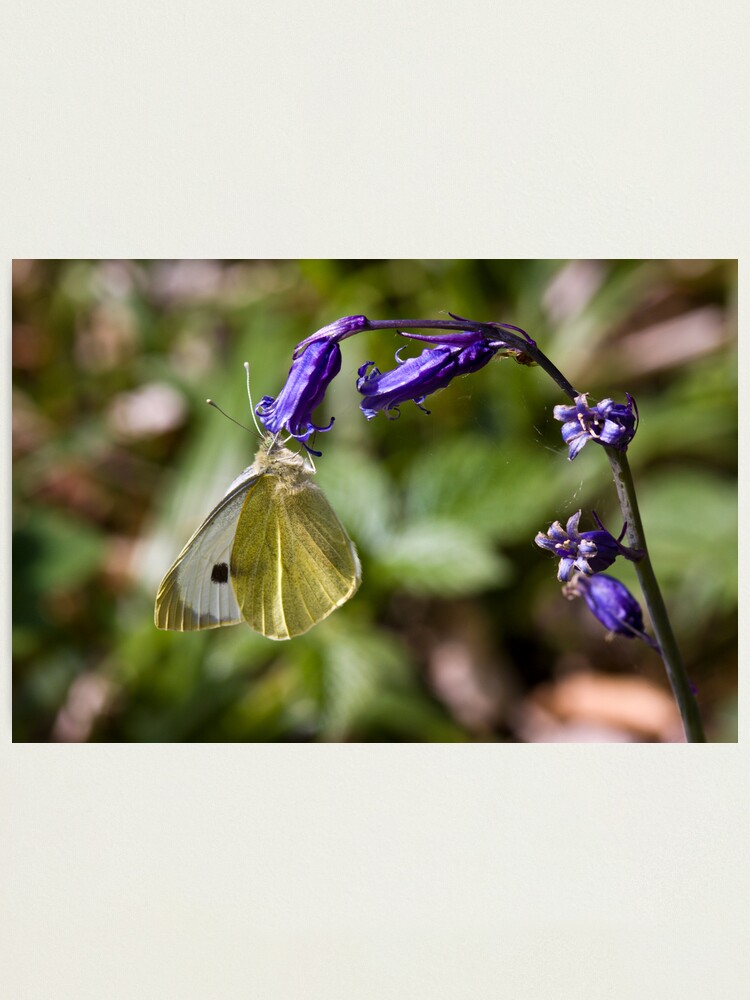 Alternate view of Large White Butterfly (Pieris brassicae) on Bluebell Photographic Print