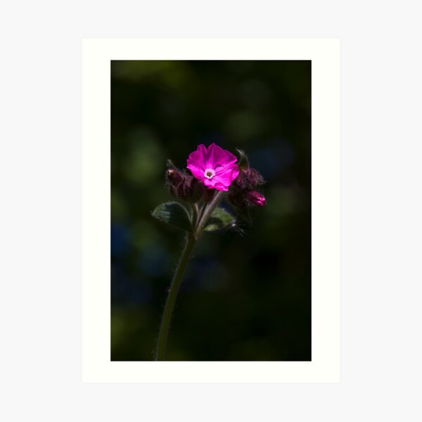 Red Campion (Silene dioica) Art Print