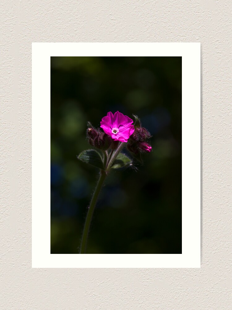 Alternate view of Red Campion (Silene dioica) Art Print