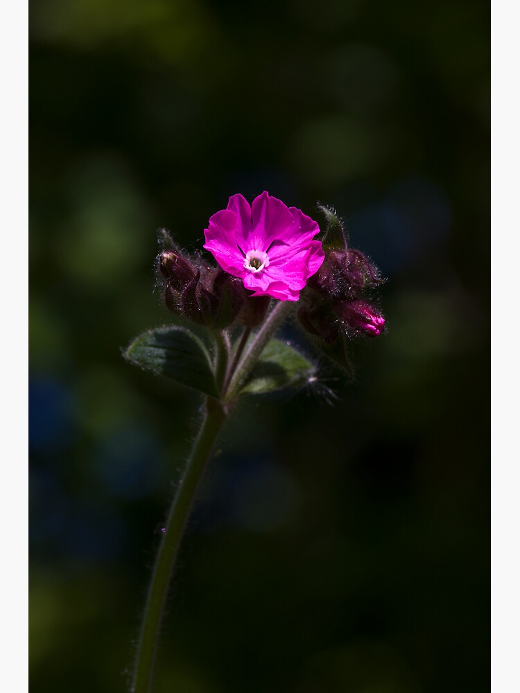 Red Campion (Silene dioica) by SteveChilton