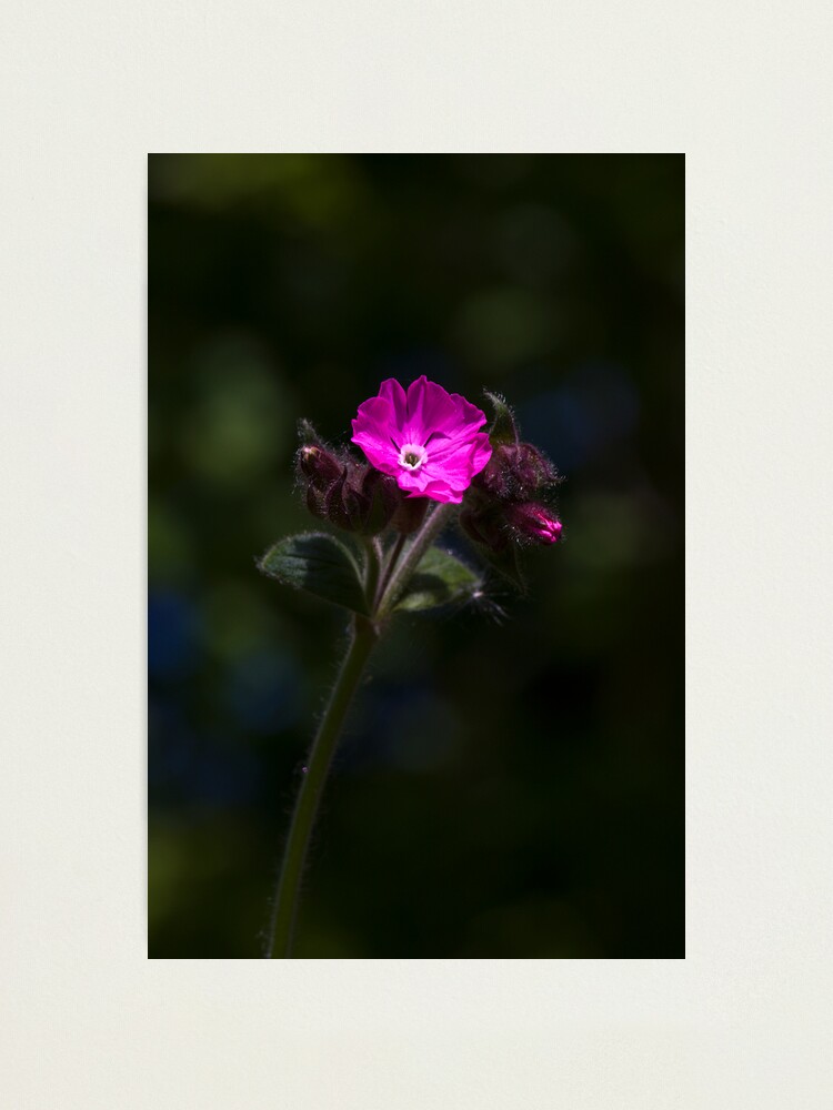 Alternate view of Red Campion (Silene dioica) Photographic Print