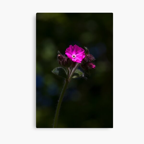 Red Campion (Silene dioica) Canvas Print