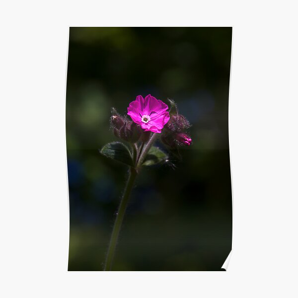 Red Campion (Silene dioica) Poster