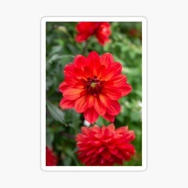 Item preview, Fiery dahlia designed and sold by PariSeine.
