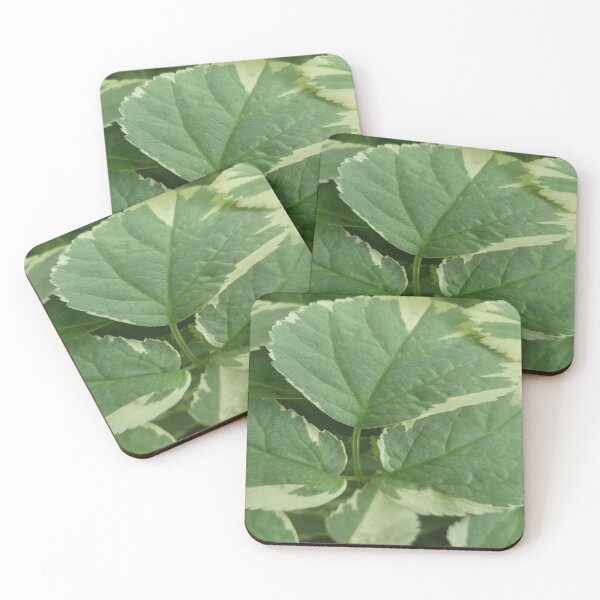 Item preview, Beautiful Ground Elder designed and sold by Rainbowland123.