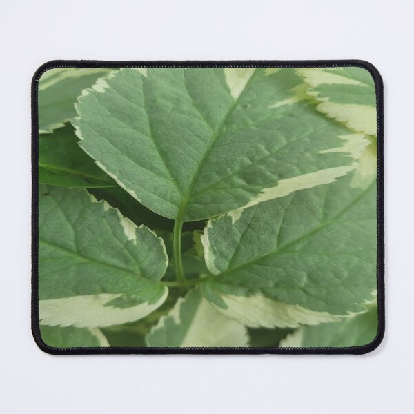 Item preview, Beautiful Ground Elder designed and sold by Rainbowland123.