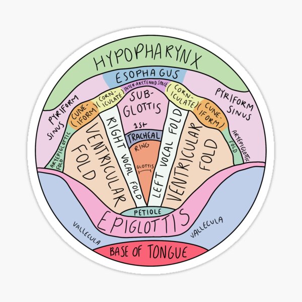 Item preview, Vocal Anatomy Diagram Speech Pathology designed and sold by speechiesandco.