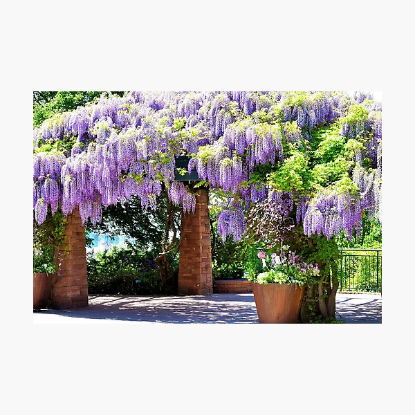 Item preview, Japanese Wisteria designed and sold by Len Bomba.